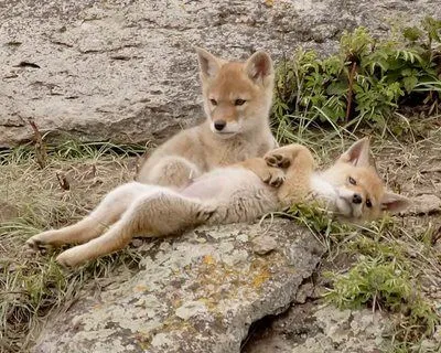 coyote pups | Tumblr