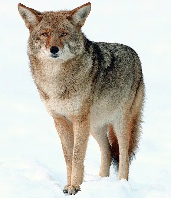 Coyote - Wikipedia, the free encyclopedia