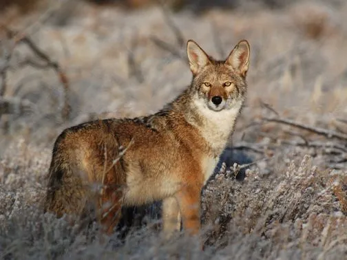 Coyotes - Bandelier National Monument (U.S. National Park Service)