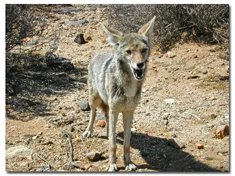 Coyotes - Canis latrans - DesertUSA