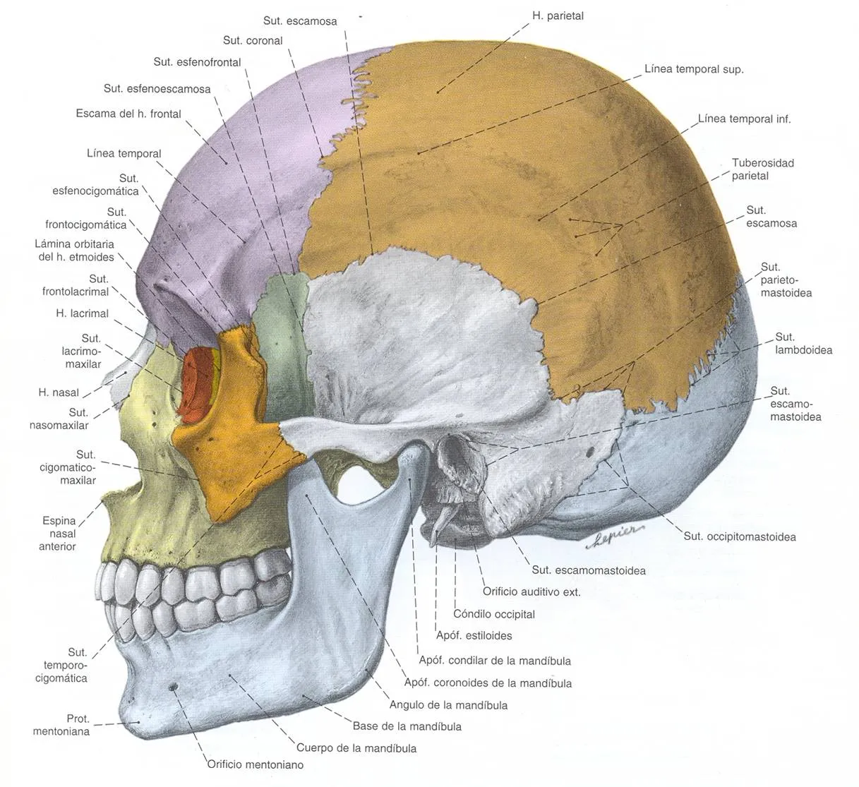 El Cráneo Humano