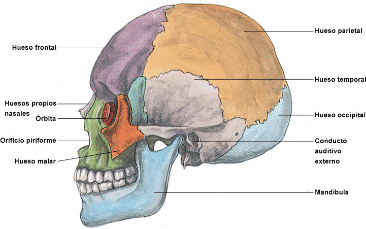 CRANEO HUMANO PARA COLOREAR - Imagui