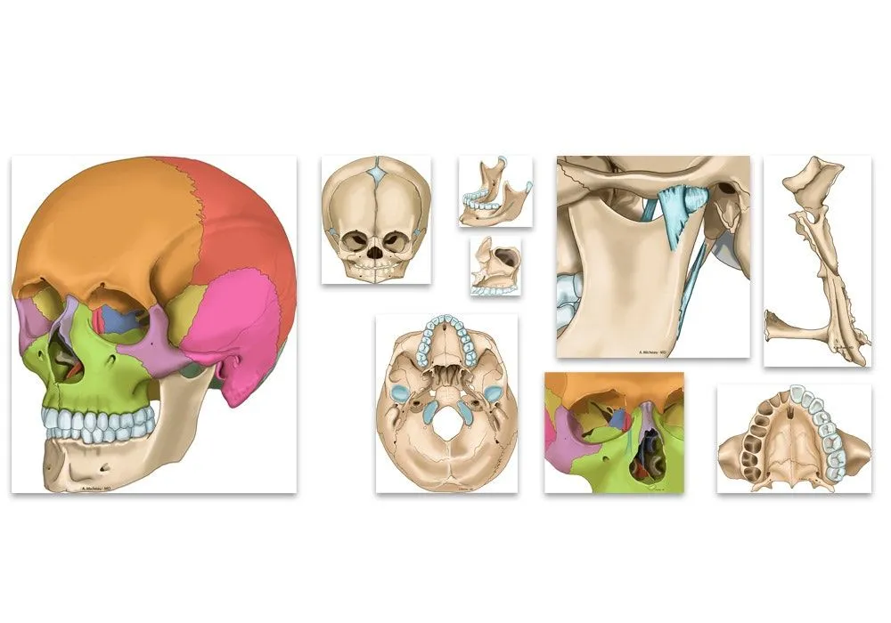 Cráneo Ilustraciones : anatomía normal | e-Anatomy