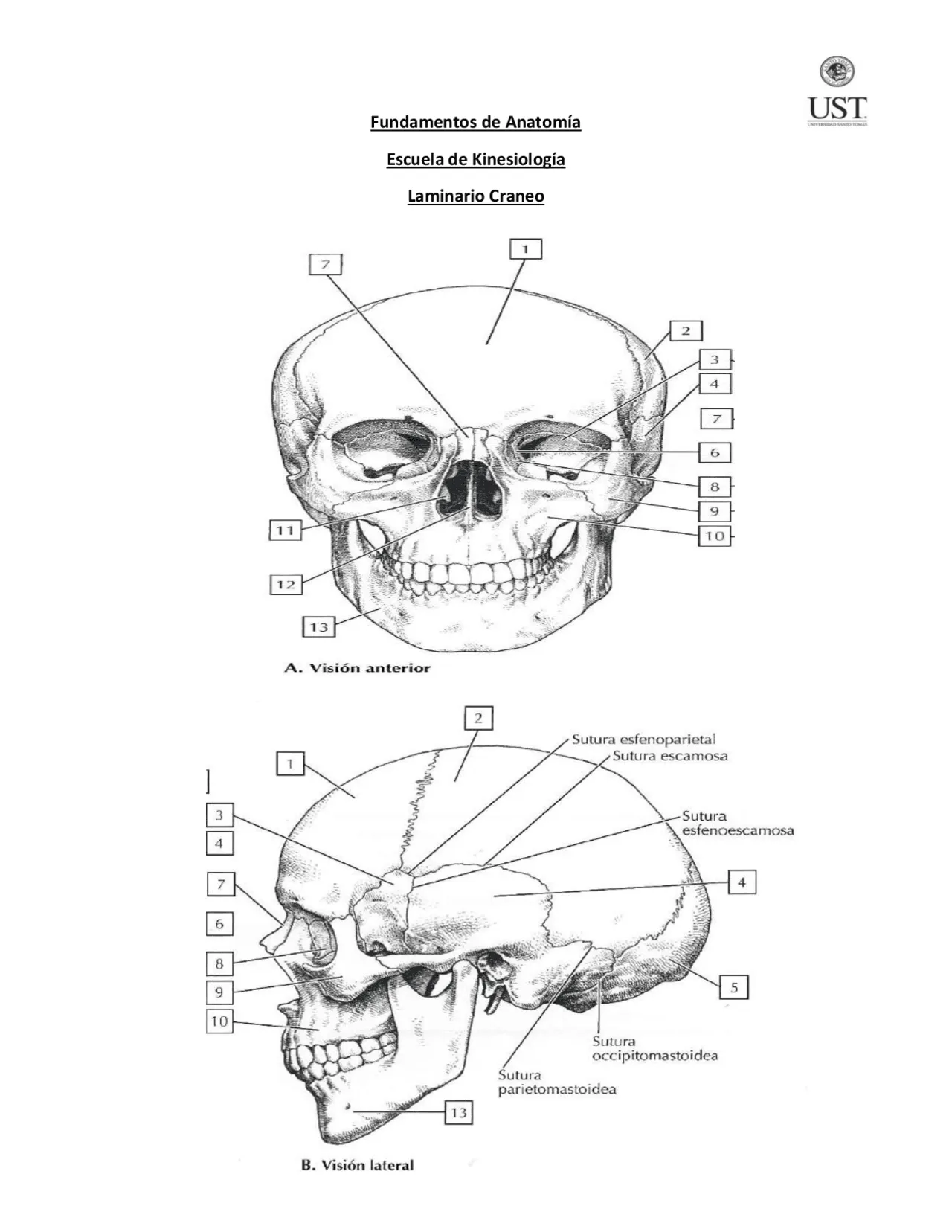 El craneo, imágenes para colorear | Guías, Proyectos, Investigaciones de  Neuroanatomía | Docsity