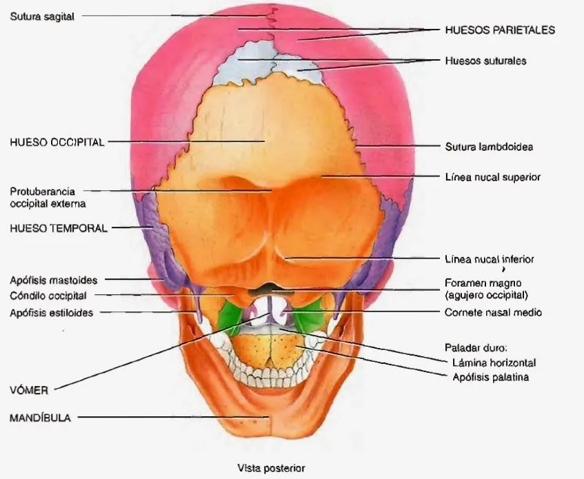 Cráneo, mandíbula, articulación temporomandibular y músculos de la ...