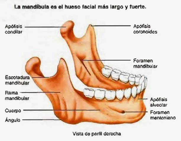 Cráneo, mandíbula, articulación temporomandibular y músculos de la ...