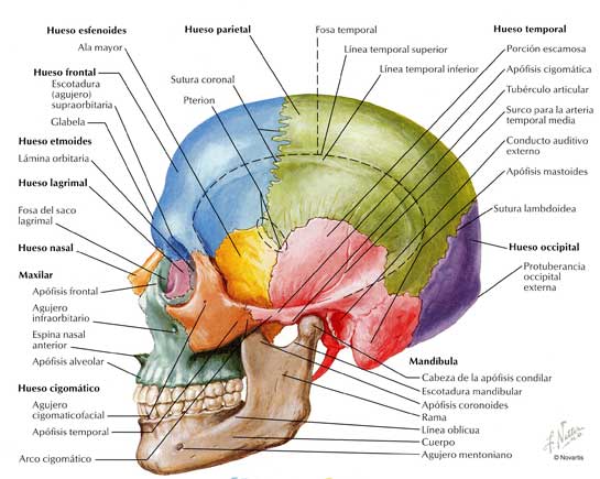 partes de un craneo | "Trabajos Dacs"