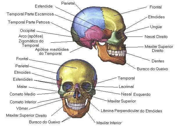 Crânio; Calvaria; Calota Craniana