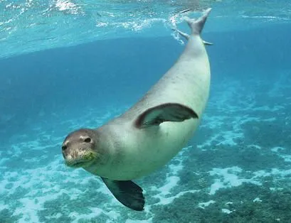 La Creación de Dios en fotografías.: FOCA MARINA