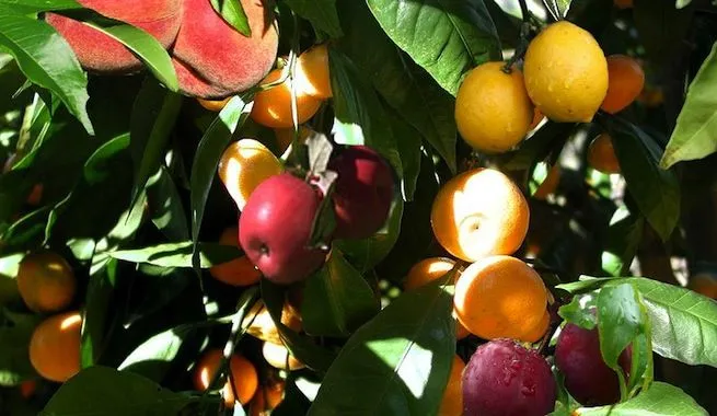 Crean árboles para maceta que puede dar hasta seis tipos de fruta ...