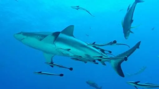 Crean útero artificial para bebes tiburones | Planeta | Ciencias ...