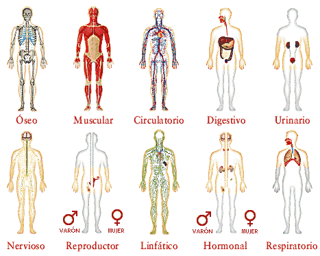 Como es el cuerpo humano y sus partes - Imagui