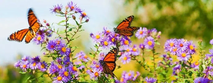 Cómo Crear Un Jardín De Mariposas | Jardineras y Maceteros de Madera