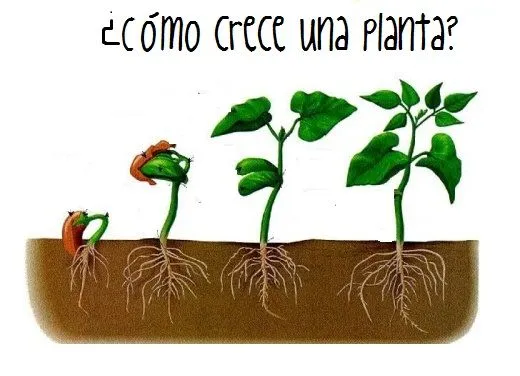 Creativilandia♥: ¿cómo crece una planta?