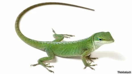 Cómo le crece la cola a las lagartijas cuando la pierden? - Taringa!
