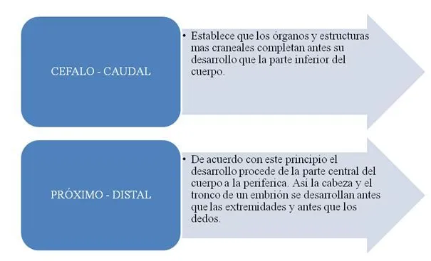 El crecimiento y el desarrollo neuromotor, óseo y muscular ...