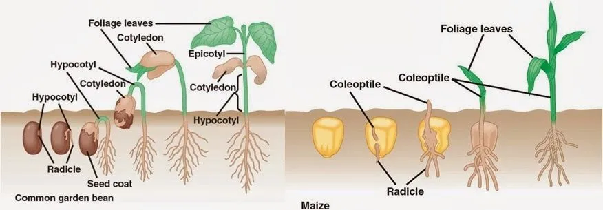 Crecimiento y desarrollo vegetal.Conceptos | Apuntes de Fisiología ...