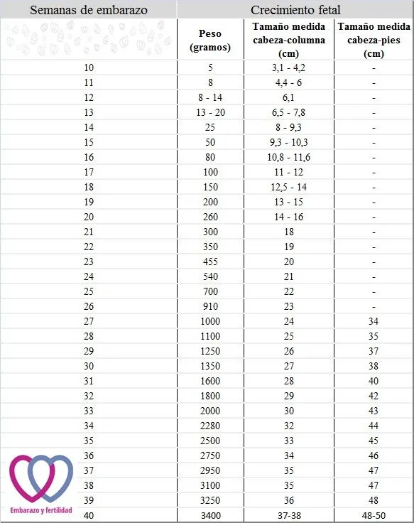 El crecimiento del feto semana a semana - Embarazo y Fertilidad