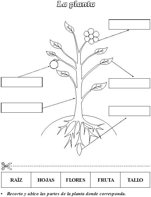 Crecimiento de la planta para colorear - Imagui