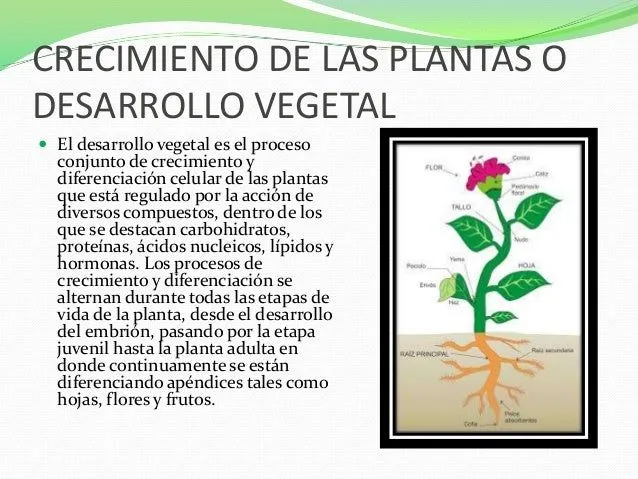 Crecimiento de las plantas