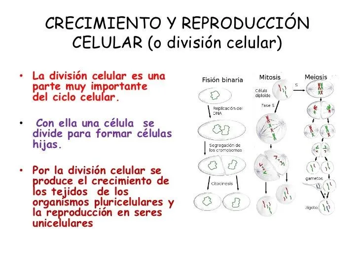 Crecimiento y reproducción celular