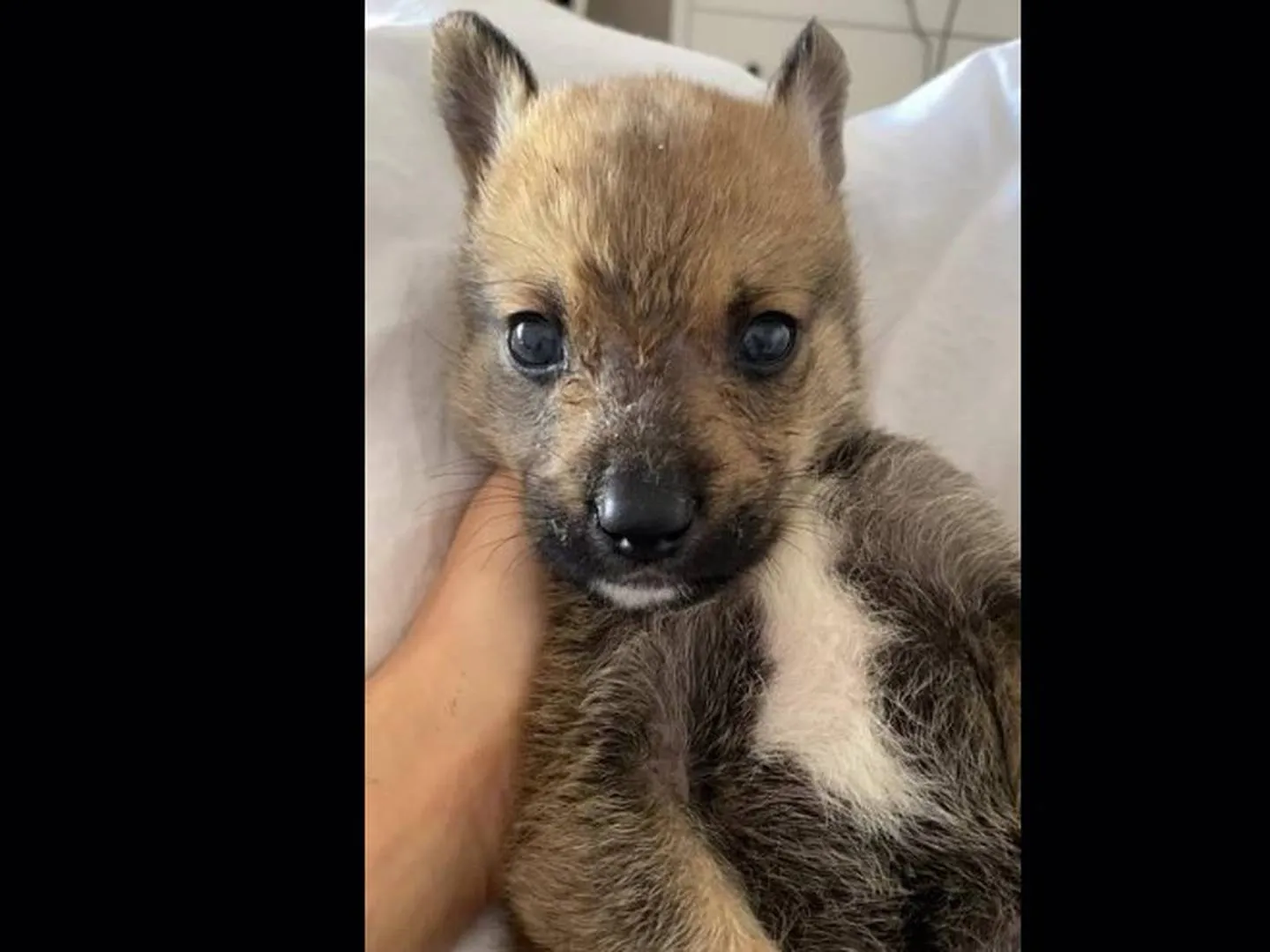 Creyó que su cachorro era un perrito, pero resultó ser un lobo – Publimetro  Argentina