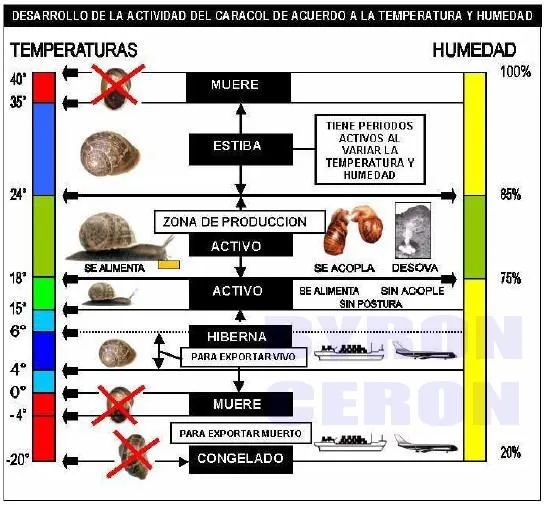 CRIA Y CULTIVO CARACOLES