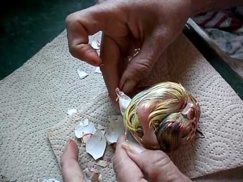 Cría de gansos, los primeros días de nacidos Parte I - YouTube