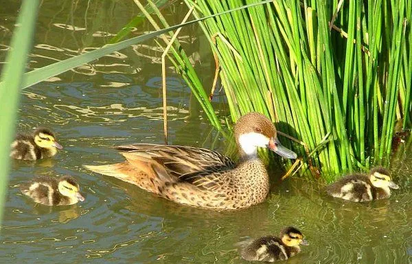 La cría de patos - Animales