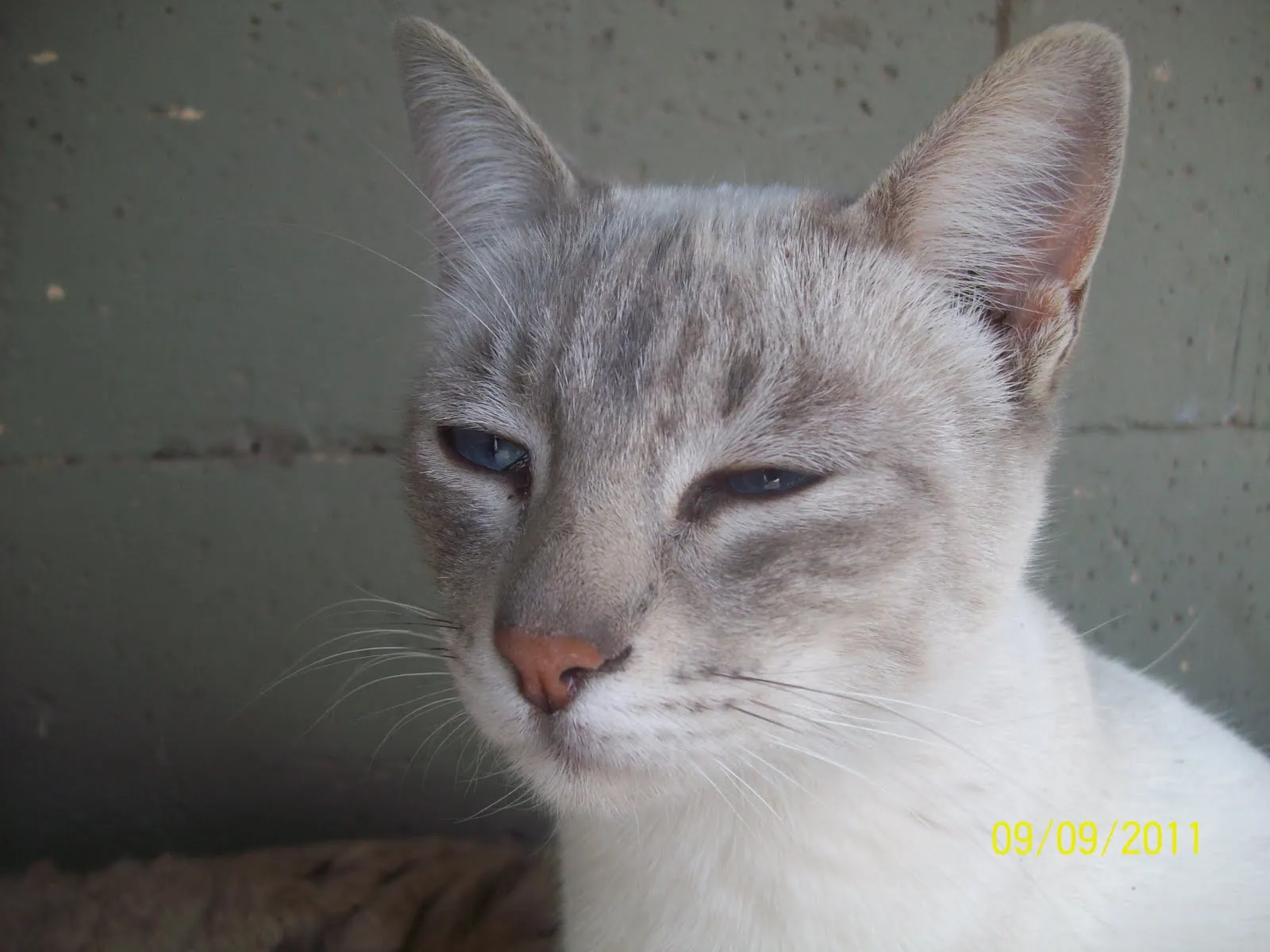 CRIAD. SAN JORGE, ZONA DE GATOS SIAMESES:: MIS GATAS SIAMESAS ...