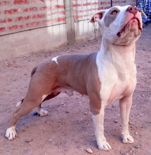 Criadero de American Pit Bull Terrier en Neuquen. Teléfono y más info.