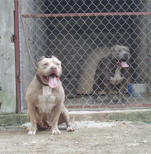 criadero american pitbull 100% pureza envios a cualquier destino ...