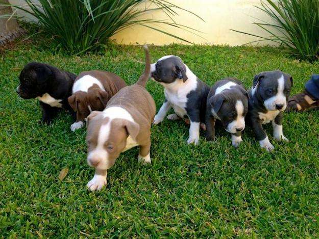 criadero american pitbull 100% pureza envios a cualquier destino ...