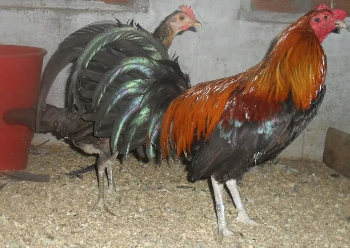 CRIADERO CALENITO - SOLO GALLOS FINOS COLOMBIANOS DE EXPORTACION ...