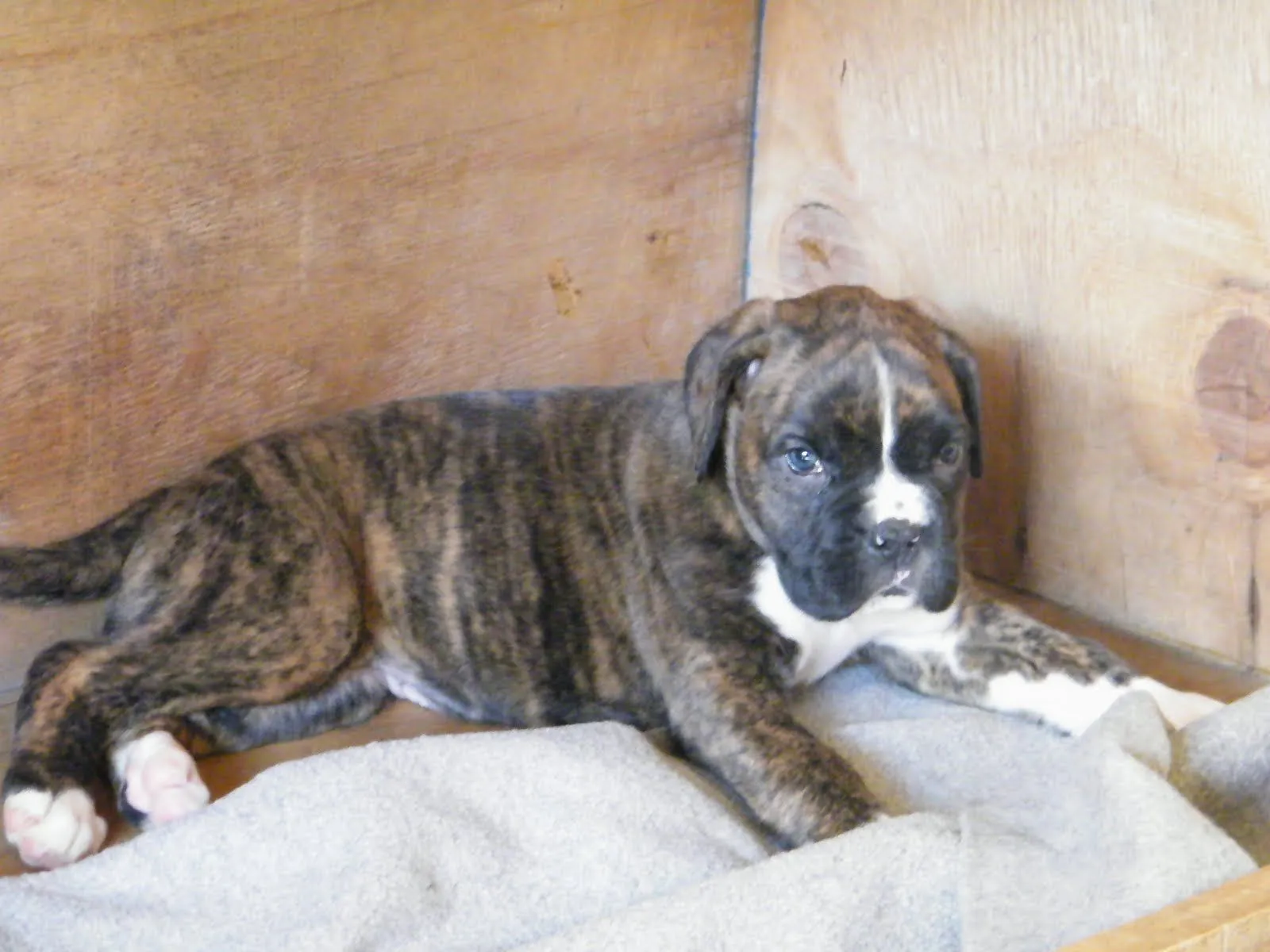 CRIADERO CANINO.:.:.:: Boxer Macho bayo y Hembra atigrada 40 dias