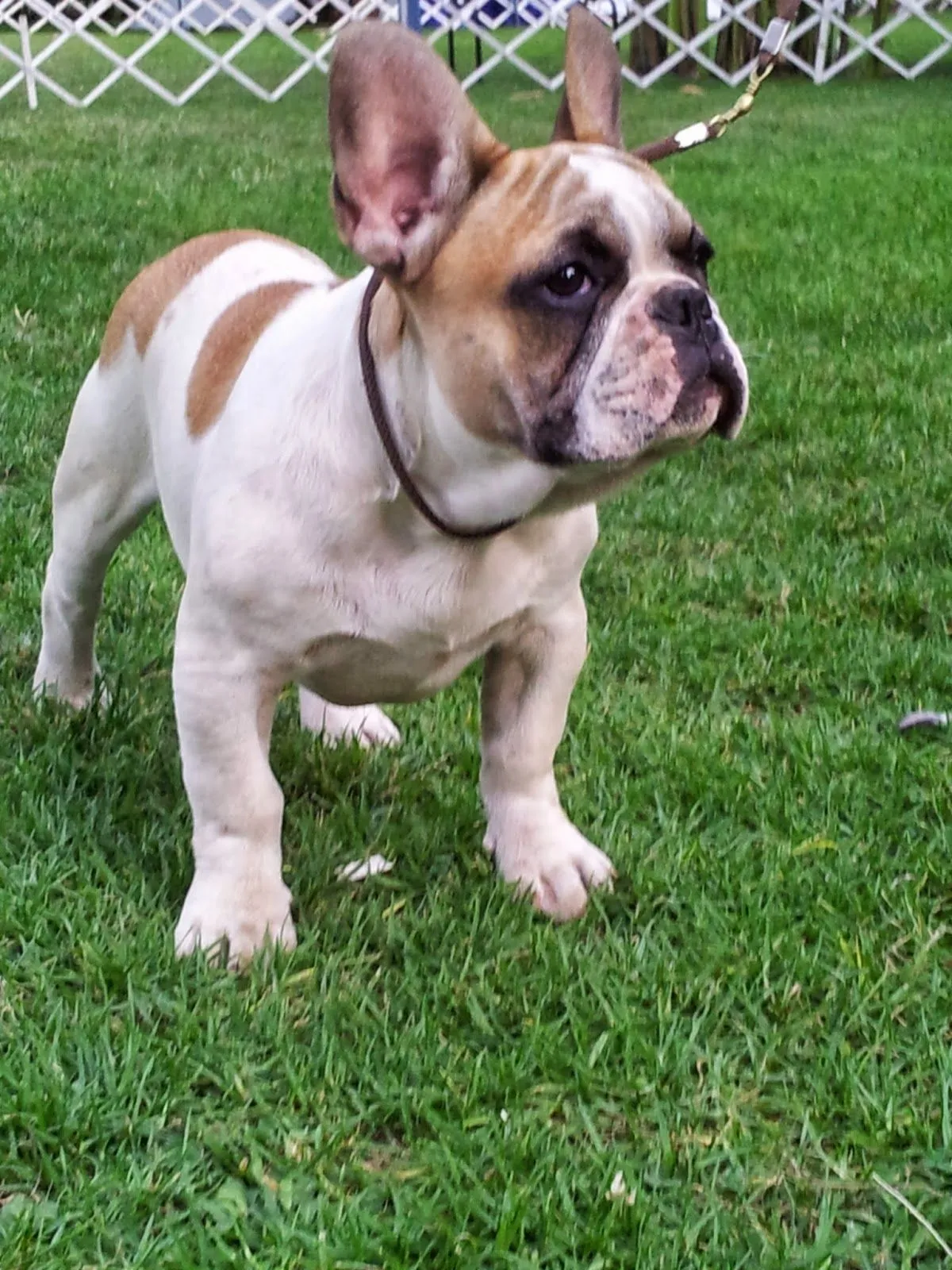 CRIADERO OTTERSTEIN: CRIADERO OTTERSTEIN BULLDOG FRANCES VIÑA DEL MAR