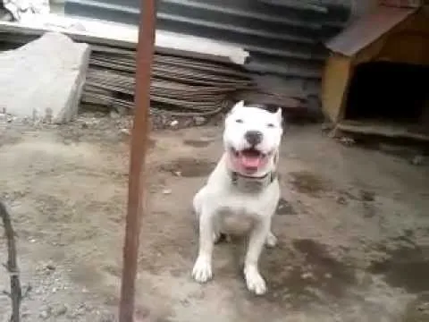 criadero de perros pitbull 2013 - YouTube