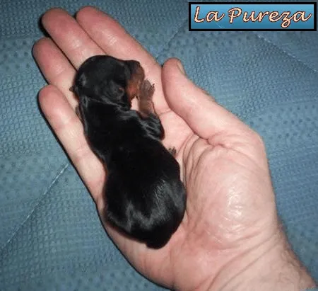Criadero La Pureza - Yorkshire Terrier - El Cachorro Desde Su ...
