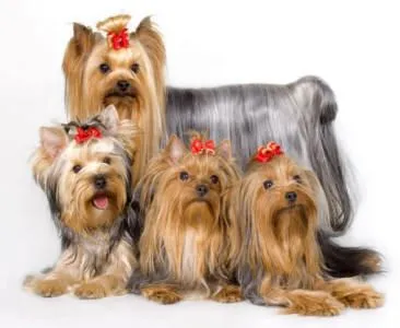 Criadero La Pureza - El Yorkshire Terrier Desde Los Orígenes Hasta ...