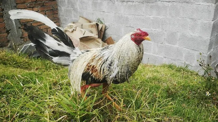 CRIADERO SANTA ROSA Quito - Ecuador: Pinto Puerto riqueño pelea de ...