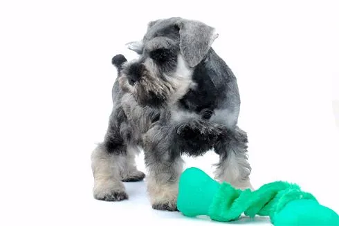 Criadero de schnauzer miniatura | Veterinarias en Mar del Plata ...