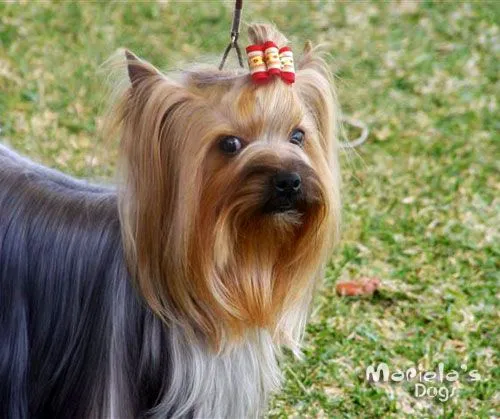 Criadero de Yorkshire Terrier en Guadalajara perros yorky en ...