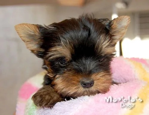 Criadero de Yorkshire Terrier en Guadalajara perros yorky en ...