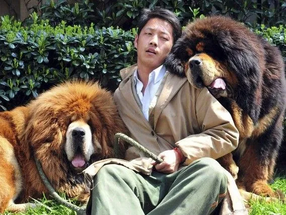 Un criador de perros vende dos mastines tibetanos por dos millones