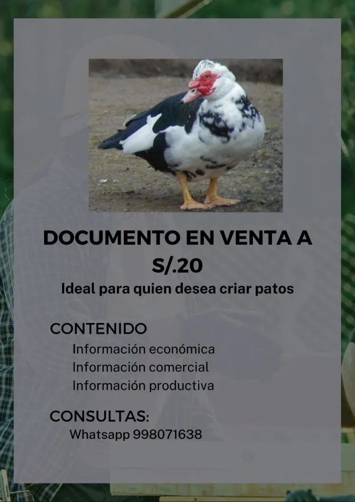 Crianza de Patos Criollos Muscovys | Proyectos Peruanos