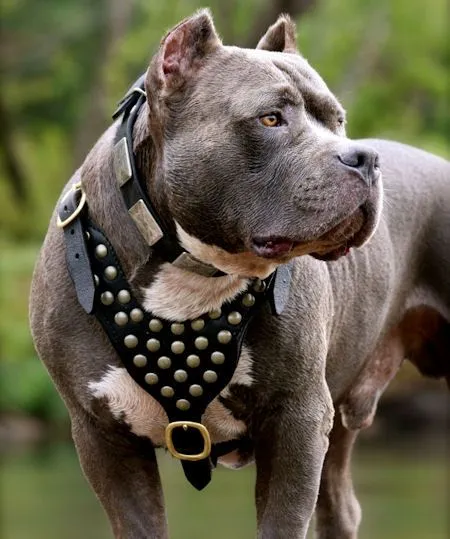 Imagenes de perros pitbull - Imagui