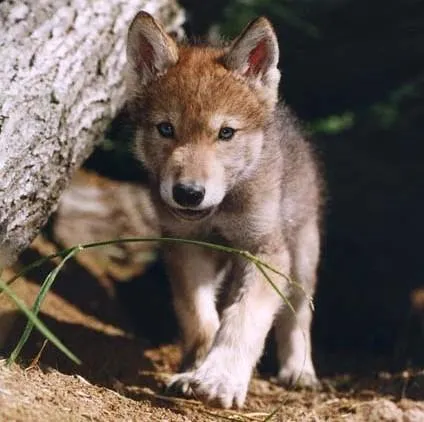 Lobos bebés tiernos blancos - Imagui