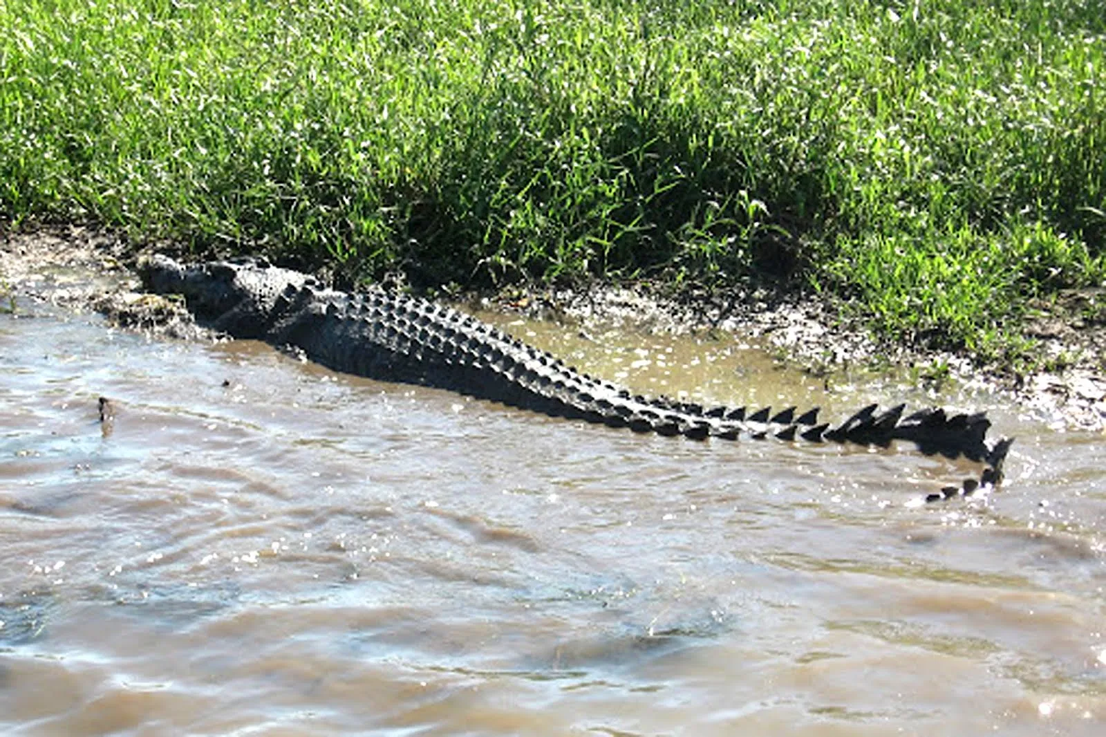 CRIATURAS Y HUMANOIDES: febrero 2012