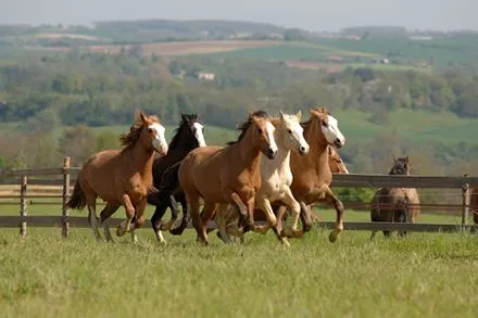 CRIOLLO ARGENTINO - Fotos de Caballos de la raza Criollo Argentino -