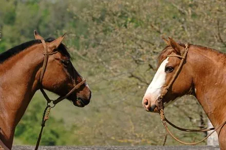 CRIOLLO ARGENTINO - Fotos de Caballos de la raza Criollo Argentino -